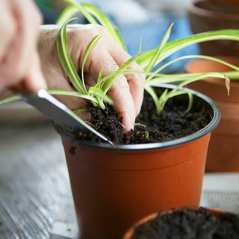 Conjunto de 75 Potes para Muda de Plantas